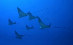 Rays O' Plenty...~100' by Glenn Poulain 